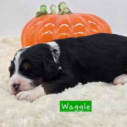 Waggle - Tri-color male Bernedoodle puppy in Neillsville, Wisconsin from Granton Creek