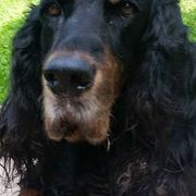Gordon Setters from Willow Glen Gordon Setters