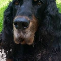 Gordon Setters from Willow Glen Gordon Setters