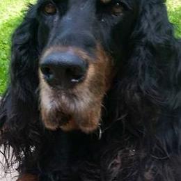 Gordon Setters from Willow Glen Gordon Setters