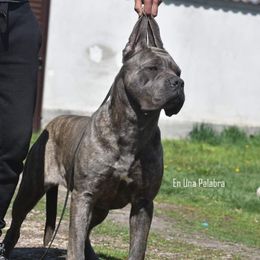 Clandestina - Cane Corso