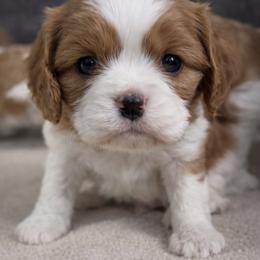 Rusty - Blenheim male Cavalier King Charles Spaniel puppy in Greensboro, North Carolina from Hyde Park Cavaliers
