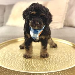 Boy 3 - Phantom male Bernedoodle puppy in Salt Lake County, Utah from Coco Avenue Pups