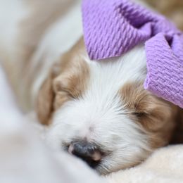 Goldendoodle Puppies from Edge Farm Goldendoodles