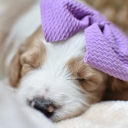 Goldendoodle Puppies from Edge Farm Goldendoodles
