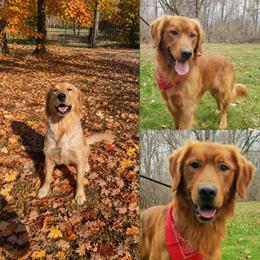Sal - Golden Retriever