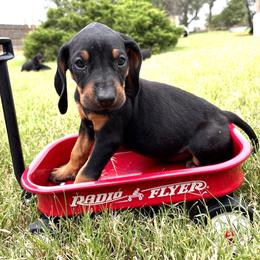 Precious Brown Girl - Black and tan female Black and Tan Coonhound puppy in Pueblo, Colorado from BT Coonhound