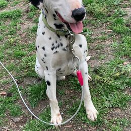 Blue - White and black male Dalmatian puppy in Jacksonville, North Carolina from Spots and Dots Dalmatians