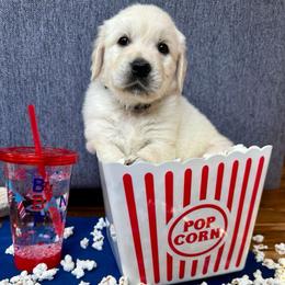 Bella - Light golden female Golden Retriever puppy in Oconto, Wisconsin from Abbie's Golden Retrievers