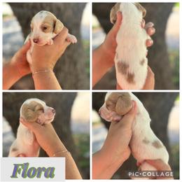 Flora - Piebald female Dachshund puppy in Wichita Falls, Texas from Long Dogs in The Falls