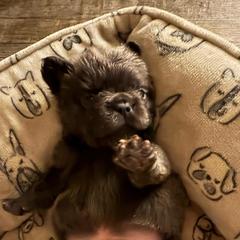 Rager - Blue male French Bulldog puppy in Coatesville, Pennsylvania from The Chipper Frenchie