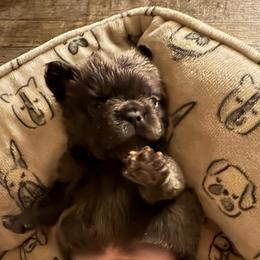 Rager - Blue male French Bulldog puppy in Coatesville, Pennsylvania from The Chipper Frenchie