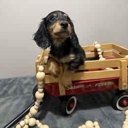 Carl - Black and tan male Dachshund puppy in Dawson, Alabama from Bells Dashing Dachshunds