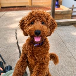 Mr Darcey - Red  male Goldendoodle puppy in Bethlehem, Pennsylvania from Golden Maxim Kennels