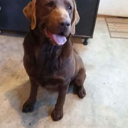 Jack Brown - Labrador Retriever