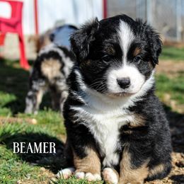 Miniature Australian Shepherd and Toy Australian Shepherd Puppies from Blue Springs Aussies