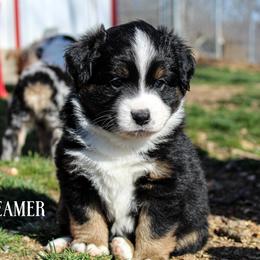 Miniature Australian Shepherd and Toy Australian Shepherd Puppies from Blue Springs Aussies