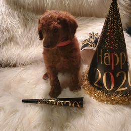 Maltipoo and Poodle Puppies from Kack's Poos