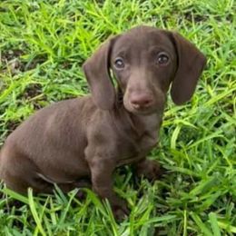 Dachshund Puppies from FLYING L Dachshund Academy