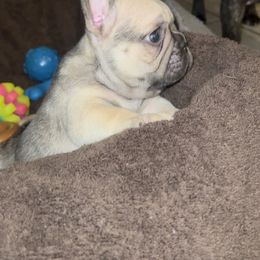 French Bulldog All Grown Up from Luxurious Desert Frenchies