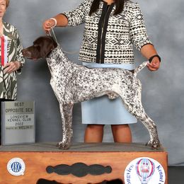 Astro - German Shorthaired Pointer