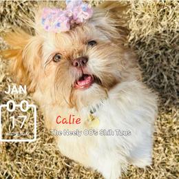 Calie - Shih Tzu puppy in North Houston/Spring, Texas from The Neely OO's Shih Tzus