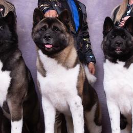 Akita from SunDevil Akitas