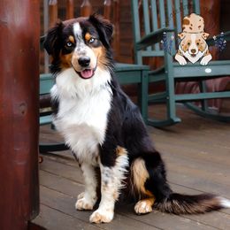 Toby Keith - Australian Shepherd
