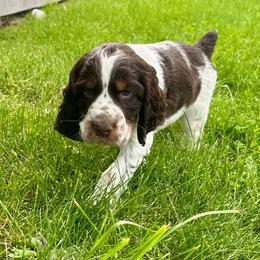 Trident - Liver white and tan male English Springer Spaniel puppy in Livingston, Montana from Yellowstone Springers