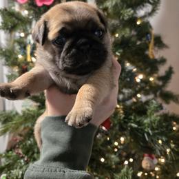 Boy 1 - Brindle male Pug puppy in Auburn, Kentucky from Prentice Family Pugs, Bugs & Corgis