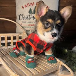American Corgi and Pembroke Welsh Corgi Puppies from High Cotton Corgis