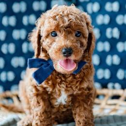 Hardy - Red  male Goldendoodle puppy in Lumberton, Mississippi from SouthernDoodlebug/ Utah Doodlebug