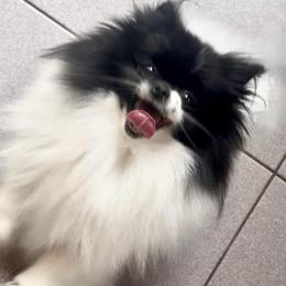 Minnie - Pomeranian