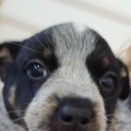 Wilma - Blue female Australian Cattle Dog puppy in Laurinburg, North Carolina from Fun Size Heelers