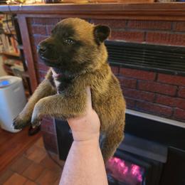 Wilma - Sable female German Shepherd puppy in Hope, Idaho from Fyrestorm Shepherds