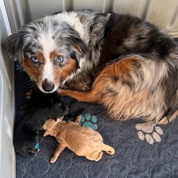 Girl 2 - Red phantom female Aussiedoodle puppy in Central Islip, New York from Fifth Avenue Australian Shepherds