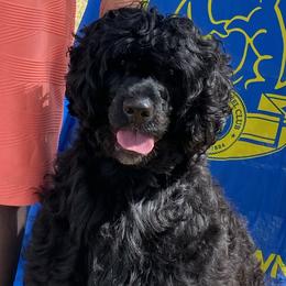 ANGELA - Portuguese Water Dog