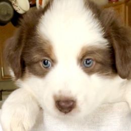 Australian Shepherd and Miniature Australian Shepherd Puppies from Bline's Awesome Aussies