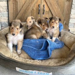 Collie Puppies from Pyman Collies