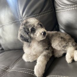 Aussiedoodle and Goldendoodle Puppies from Cuddly Doodles