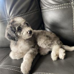 Aussiedoodle and Goldendoodle Puppies from Cuddly Doodles