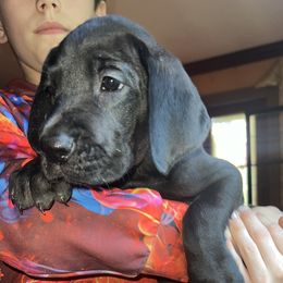 Light purple ribbon black girl - Black female Great Dane puppy in Georgia from Night Magic Danes