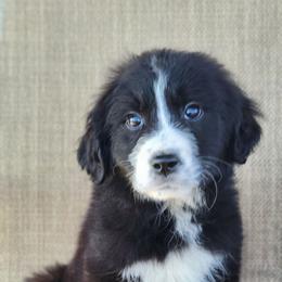 Diamond - Black & white female Australian Shepherd puppy in Limestone, Tennessee from Pilot Hill Teddy Bear Puppies