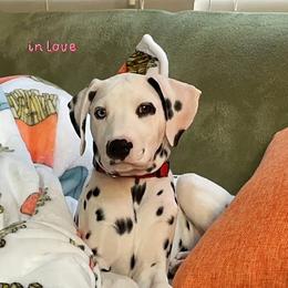 Dalmatian Puppies from Sublime Dalmatians