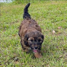 Brooks - Chocolate male Goldendoodle puppy in Pittsburg, Texas from Grace Springs Goldendoodles