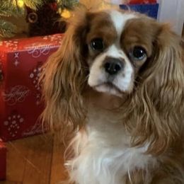 Cavalier King Charles Spaniels from Coxson’s Cavaliers
