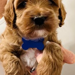 Cockapoo Puppies from Maple’s Cockapoo Puppies