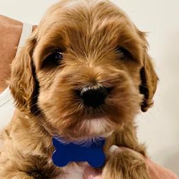 Cockapoo Puppies from Maple’s Cockapoo Puppies