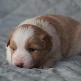 Gold male 1 - Gold male Border Collie puppy in Tylertown, Mississippi from Cool Meadow Farms