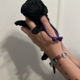 Purple - Black female Poodle puppy in Ponce De Leon, Florida from Above the Standard Dogs